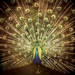 ¿Which Side Are You On?